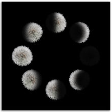 Load image into Gallery viewer, Phases of the Dandelion - print, no frame
