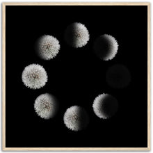 Load image into Gallery viewer, Phases of the Dandelion - Wooden Framed Poster