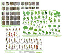 Load image into Gallery viewer, Tree posters bundle - downloads - leaves, bark, buds