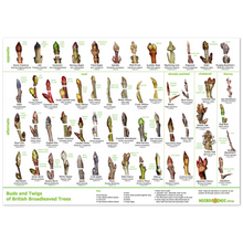 Load image into Gallery viewer, Tree posters bundle - downloads - leaves, bark, buds