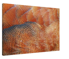 Load image into Gallery viewer, South African Shellduck - Canvas