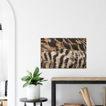 Load image into Gallery viewer, Eider Duck - Canvas