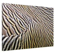 Load image into Gallery viewer, Ashy Headed Goose - Canvas