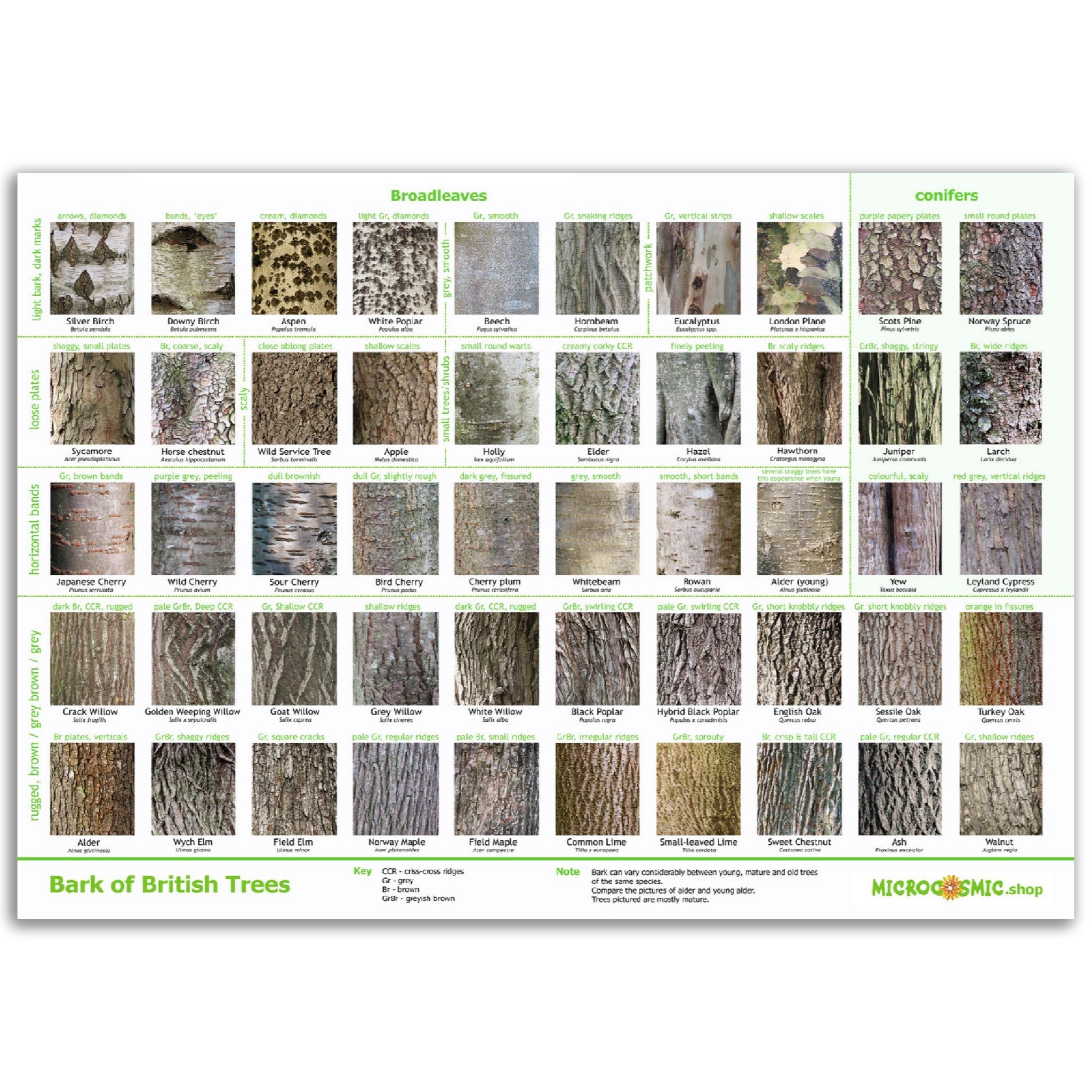Tree Bark Identification Chart Printable Broad Leaved Tree Poster And