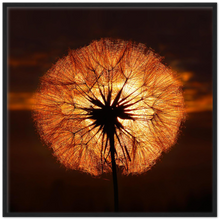 Load image into Gallery viewer, Goatsbeard Dawn - Print with frame