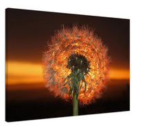 Load image into Gallery viewer, Dandelion Dawn - Canvas