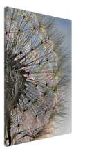 Load image into Gallery viewer, Dandelion Iridescence - canvas