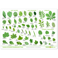 Load image into Gallery viewer, Tree Leaves Print