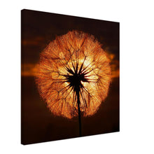 Load image into Gallery viewer, Goatsbeard Dawn - Canvas