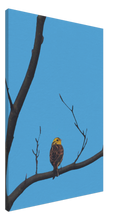 Load image into Gallery viewer, Yellowhammer