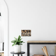 Load image into Gallery viewer, Eider Duck - Canvas