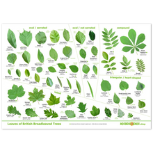 Load image into Gallery viewer, Tree Leaves Print