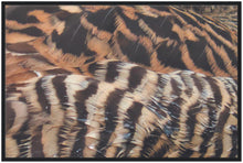 Load image into Gallery viewer, Eider Duck - print with frame
