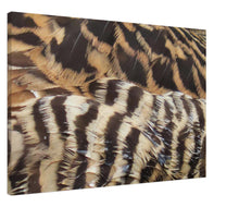 Load image into Gallery viewer, Eider Duck - Canvas