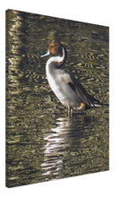 Load image into Gallery viewer, Pintail 2 - canvas