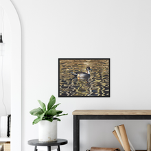 Load image into Gallery viewer, Pintail - print with frame