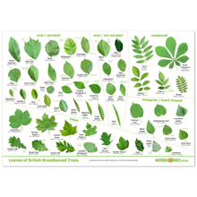 Load image into Gallery viewer, Tree Leaves Print