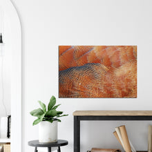 Load image into Gallery viewer, South African Shellduck - Canvas