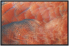 Load image into Gallery viewer, South African Shelduck - print with frame