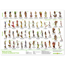 Load image into Gallery viewer, Tree Buds Print