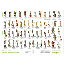 Load image into Gallery viewer, Tree Buds Print