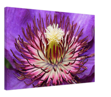 Load image into Gallery viewer, Clematis - Canvas