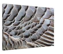 Load image into Gallery viewer, Emperor Goose - Canvas