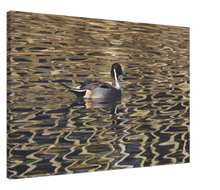 Load image into Gallery viewer, Pintail - canvas