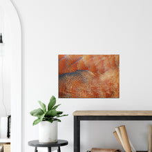 Load image into Gallery viewer, South African Shellduck - Canvas