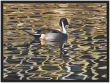 Load image into Gallery viewer, Pintail - print with frame