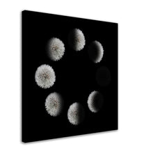 Load image into Gallery viewer, Phases of the Dandelion - Canvas
