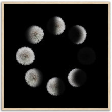 Load image into Gallery viewer, Phases of the Dandelion - Wooden Framed Poster
