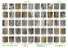 Load image into Gallery viewer, Tree posters bundle - downloads -  leaves, bark, buds
