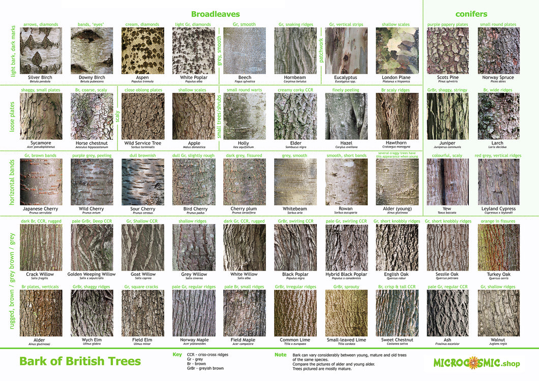 Tree Bark poster- download