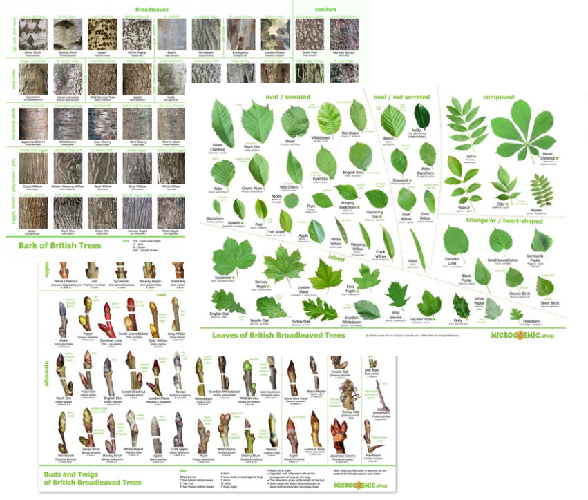 Tree posters bundle - downloads -  leaves, bark, buds