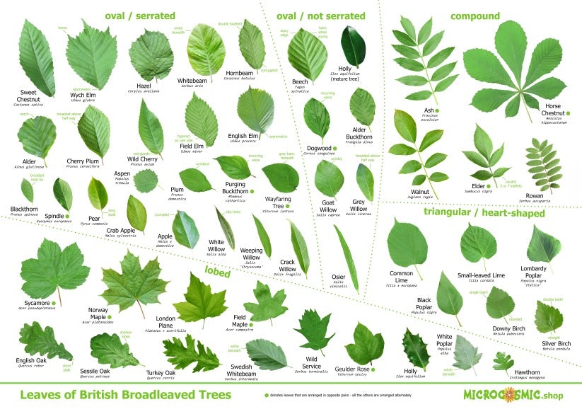 Tree Leaves Poster
