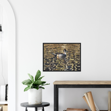 Load image into Gallery viewer, Pintail - print with frame
