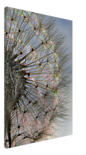 Load image into Gallery viewer, Dandelion Iridescence - canvas
