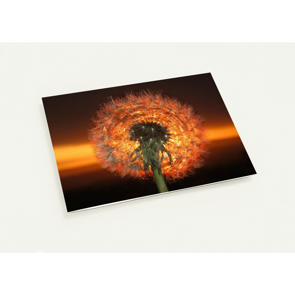 Dandelion Dawn 2 - Greetings cards - pack of 10