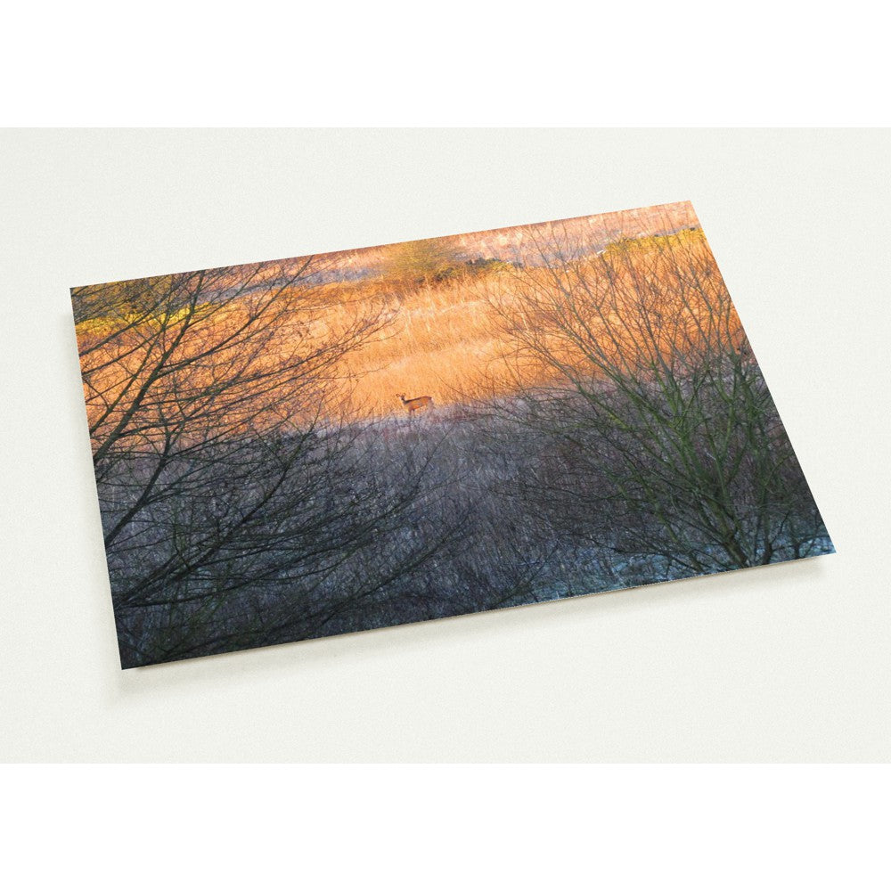 Roe Deer at Dawn -  10  A5 postcards + envelopes
