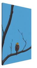 Load image into Gallery viewer, Yellowhammer
