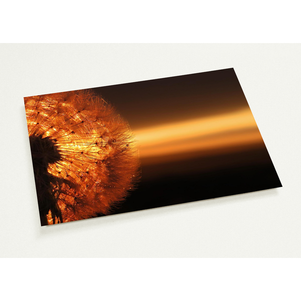 Another Dandelion  Dawn - 10 A5 postcards + envelopes