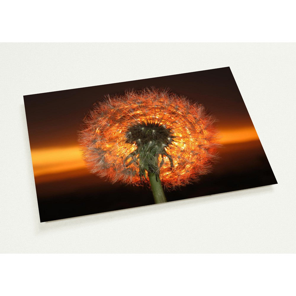 Dandelion Dawn -  10  A5 postcards + envelopes