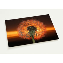 Load image into Gallery viewer, Dandelion Dawn -  10  A5 postcards + envelopes
