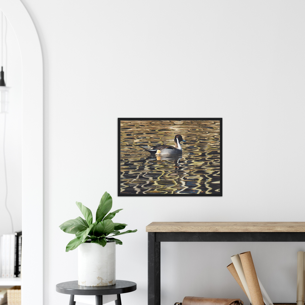 Pintail - print with frame