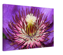 Load image into Gallery viewer, Clematis - Canvas
