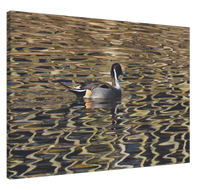 Load image into Gallery viewer, Pintail - canvas
