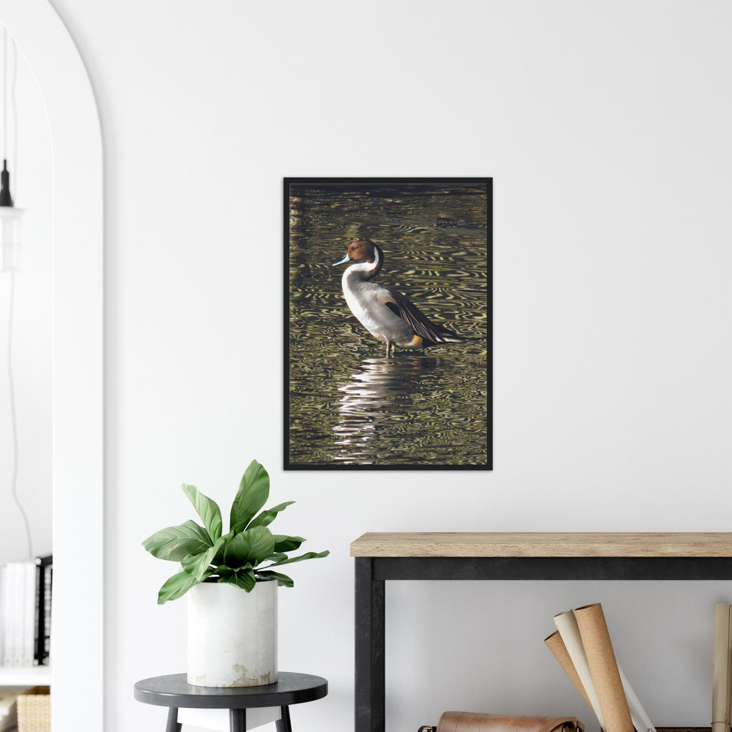Pintail 2 - print with frame