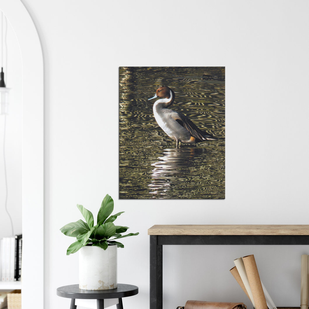 Pintail 2 - canvas