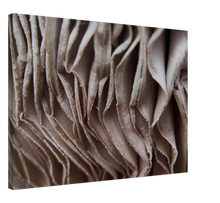 Load image into Gallery viewer, Parasol Mushroom Gills - Canvas
